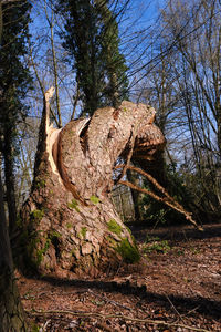 Low angle view of trees in forest