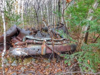 Old ruin in forest