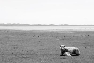 Sheep with lamb relaxing on grassy field