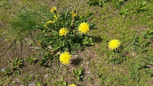 High angle view of yellow flowers blooming on field