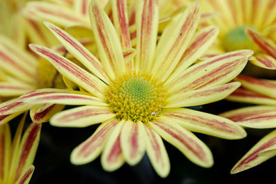 Close-up of yellow flowering plant