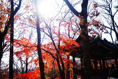 Low angle view of trees against sky
