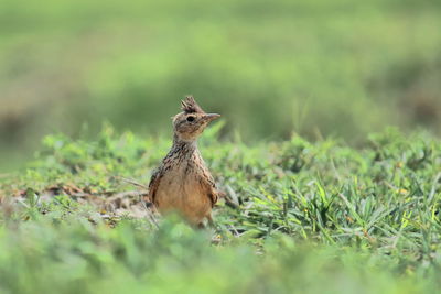 Bird on a field