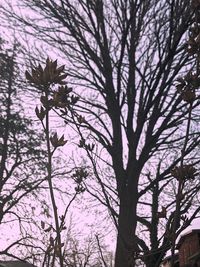 Low angle view of silhouette tree against sky