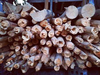 Stack of logs in forest