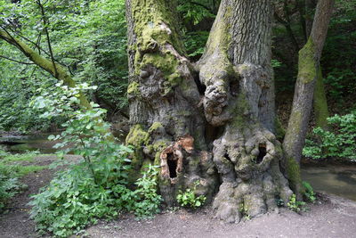 Trees in forest