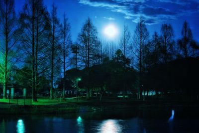 View of bare trees at night