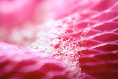 Close-up of pink flower