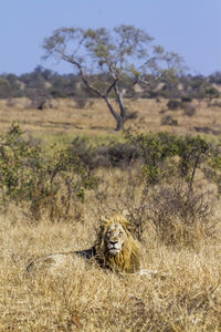 View of cat on field