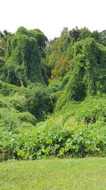 Plants growing on landscape against sky