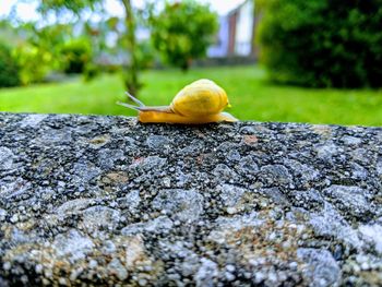 Close-up of snail on tree