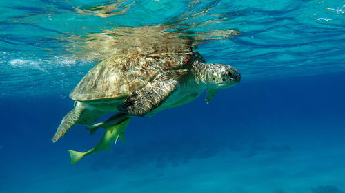 Turtle swimming in sea