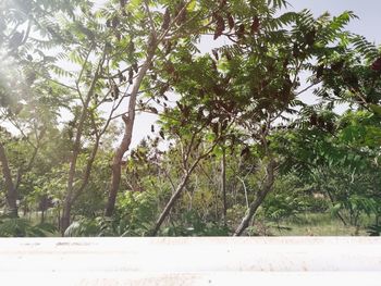 Trees and plants growing on field