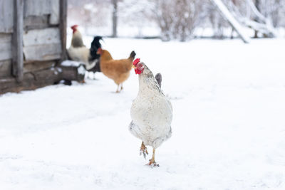 View of a bird on snowy field