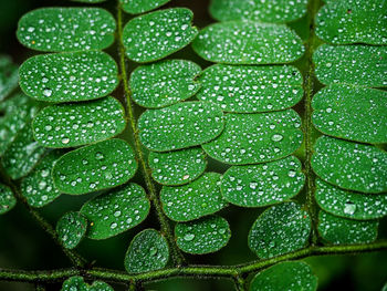 Full frame shot of raindrops on green leaves