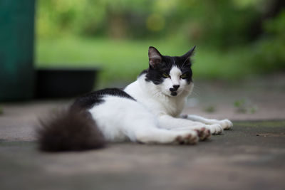 Close-up portrait of cat