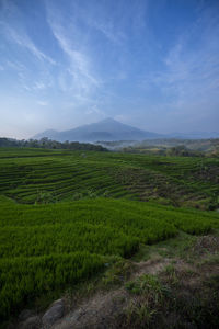 Scenic view of agricultural field against sky