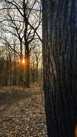 Trees in forest during sunset
