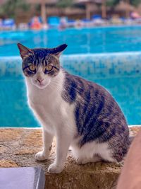 Portrait of cat sitting by swimming pool