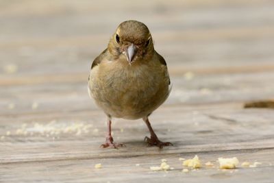 Close-up of sparrow perching on table