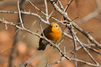 Close-up of bird perching on branch