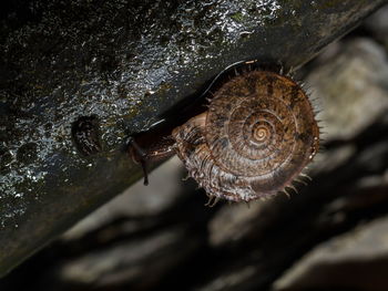 Close-up of snail