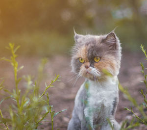 View of a cat looking away