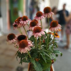 Close-up of flowering plant