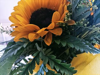 Close-up of sunflower on plant