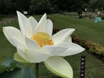 Close-up of white lily