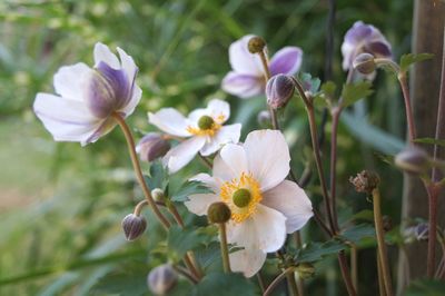 Close-up of purple flowering plants