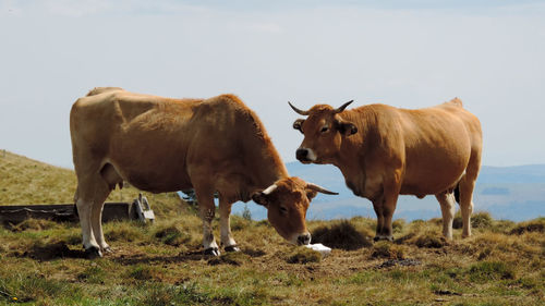 Cows on field against sky