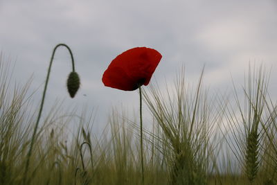 Close-up of red poppy flower on field