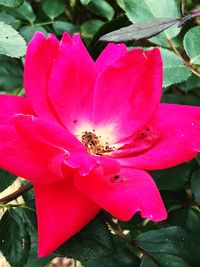 Close-up of pink flower