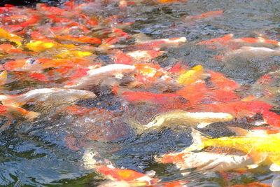 High angle view of turtle swimming in water