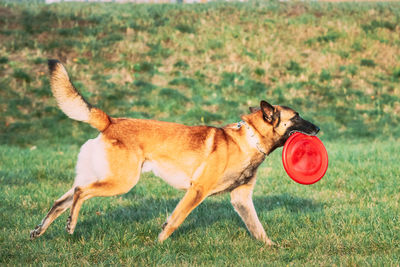 Dog running on field