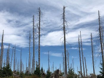 Low angle view of trees against sky