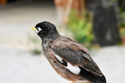 Close-up of bird perching outdoors