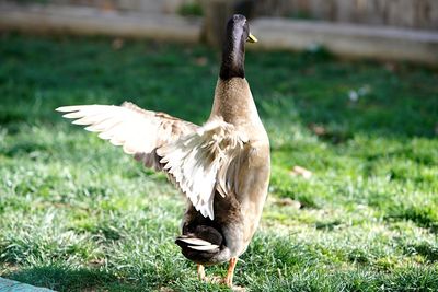 View of a bird on field