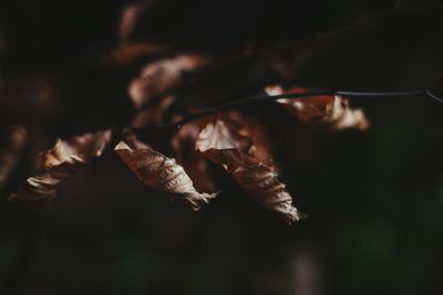 Close-up of plant against blurred background