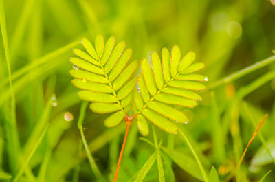 Close-up of green leaves on plant
