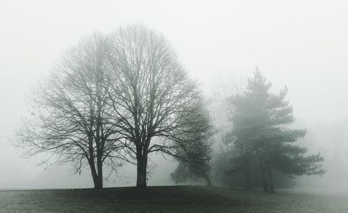 Close-up of tree against sky