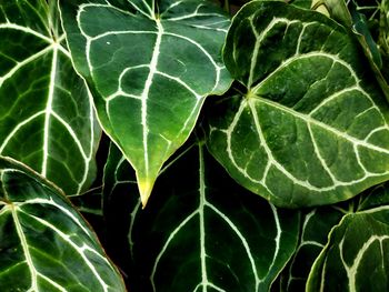 High angle view of plant leaves