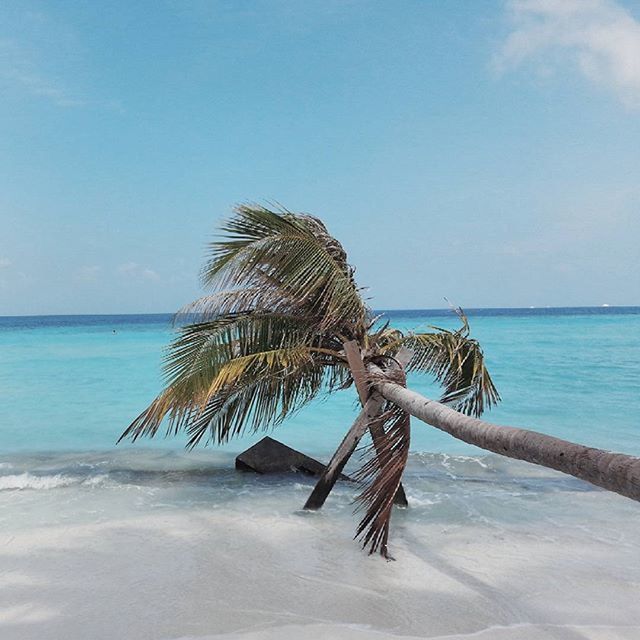 sea, horizon over water, water, beach, palm tree, tranquility, tranquil scene, blue, scenics, sky, beauty in nature, shore, nature, sand, idyllic, tree, clear sky, day, tree trunk, no people