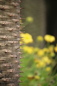 Close-up of plant growing on tree trunk