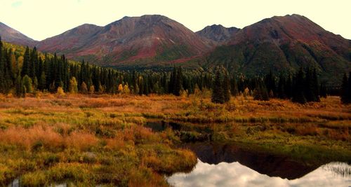 Reflection of trees in lake