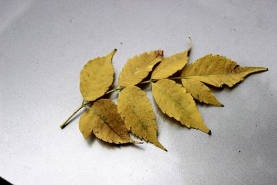 High angle view of maple leaves