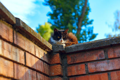 Cat standing on the bricks wall . hungry stray cat