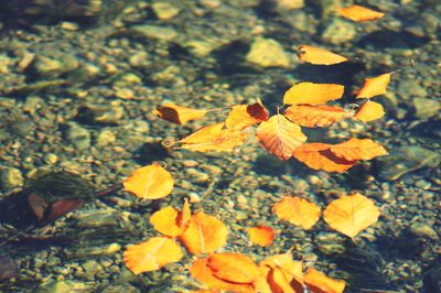 Close-up of autumn leaves