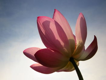 Close-up of pink tulip against sky